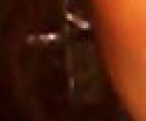 Rimming - Patrizialol - punga.club