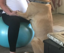 Incinta - Adamossa - punga.club